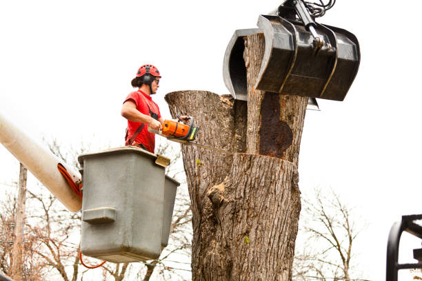 Trusted Elm Grove, WI Tree Care Experts